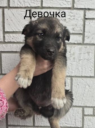 Продаются щенки немецкой овчарки полукровки