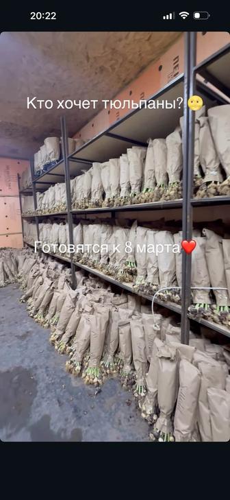 ГОЛЛАНДСКИЙ ТЮЛЬПАН