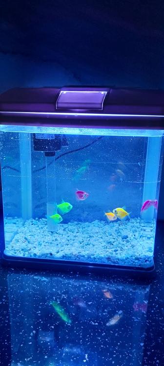 Аквариумные рыбки