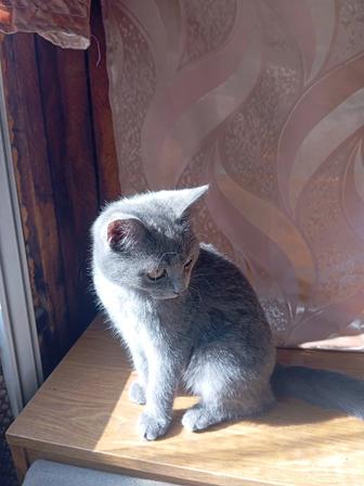 Отдам котенка