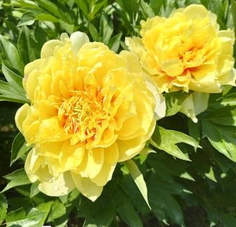 Пион Бартзелла