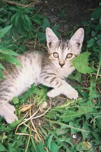 Котята Бесплатно