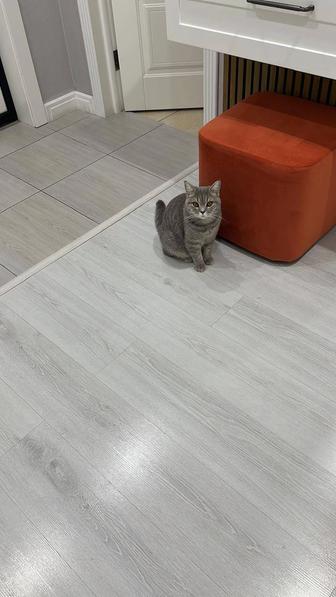 Отдам кошку