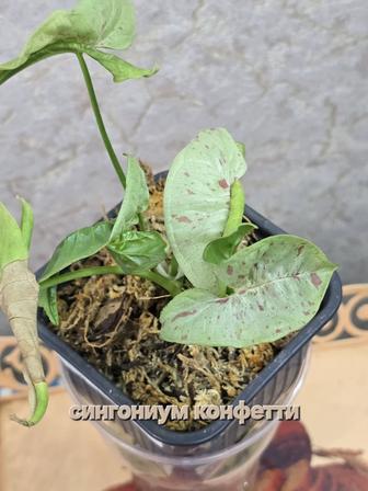 Комнатные цветы сингониумы. Филодендрон