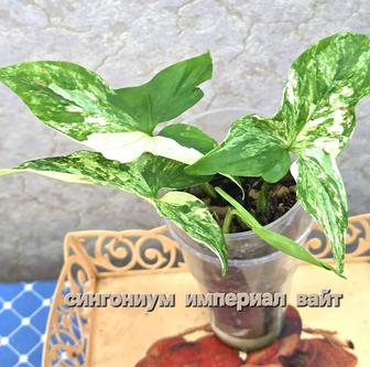 Комнатные цветы сингониумы. Филодендрон