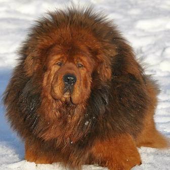 Высокопородные Щенки Тибетского Мастифа