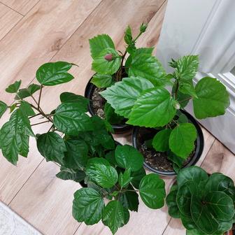 Комнатный цветок