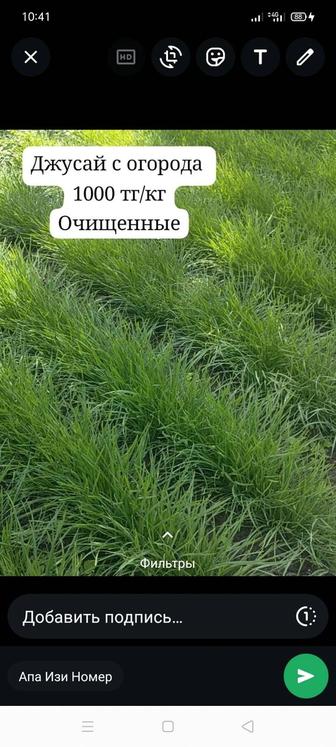 Жусай со своего огорода