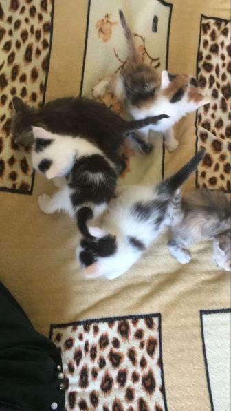 Отдам котят