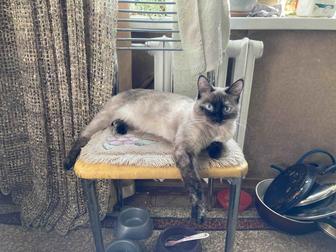 Отдадим кошку в добрые руки