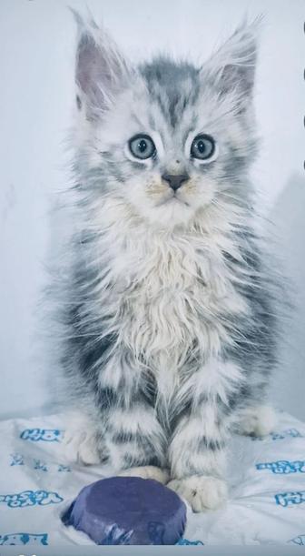 Мейн-кун котята гиганты