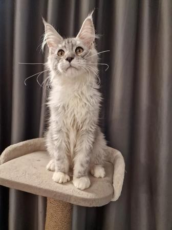 Мейн-кун котята гиганты