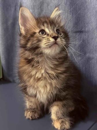 Мейн-кун котята гиганты