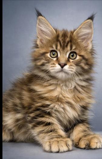 Мейн-кун котята гиганты