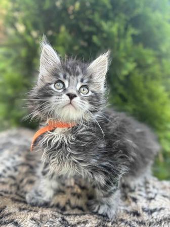 Мейн-кун котята гиганты