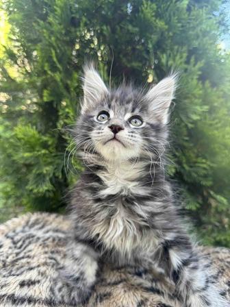 Мейн-кун котята гиганты