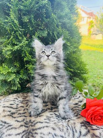 Мейн-кун котята гиганты