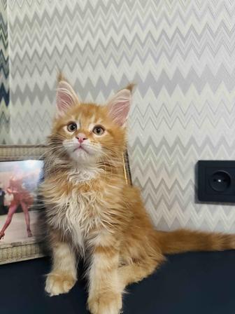 Мейн-кун котята гиганты