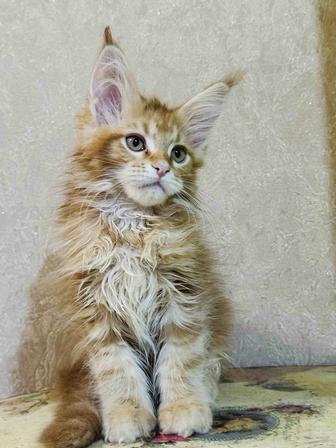 Мейн-кун котята гиганты