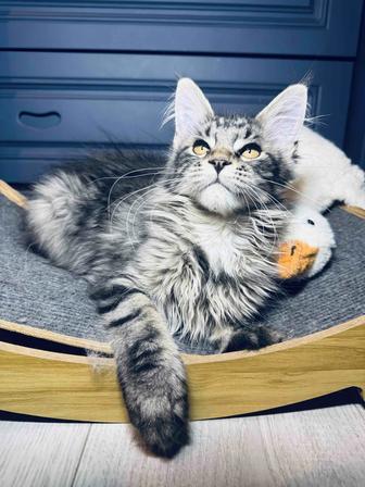 Мейн-кун котята гиганты