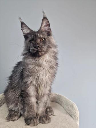 Мейн-кун котята гиганты