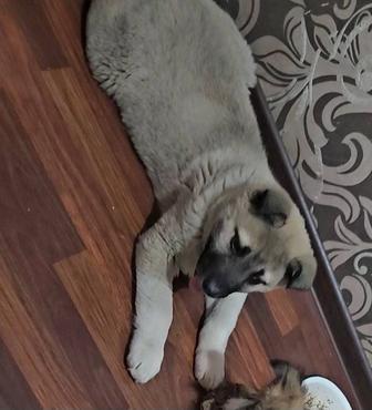 Отдам щенка крупного