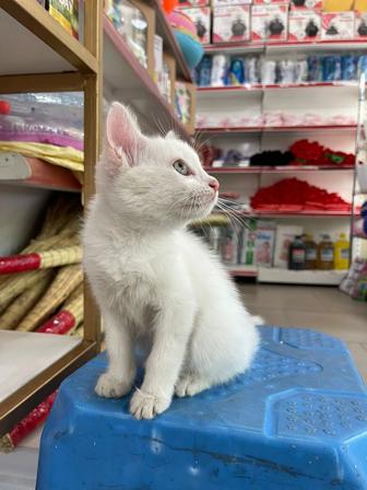 Белый Принц котенок