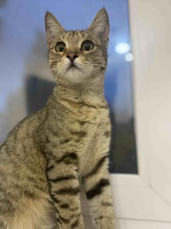 Малышка кошла 8 месяцев ищет дом
