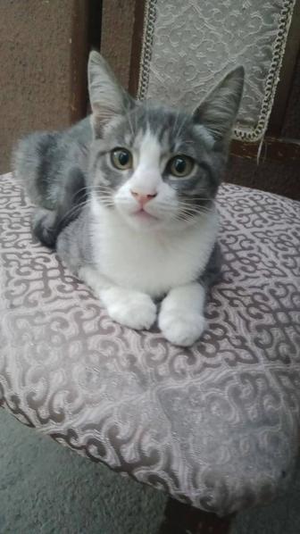 Срочно! Котенок в добрые руки - ищем дом малышу!!!