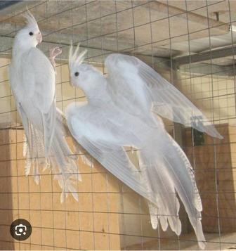 Корела белые пара безщеких
