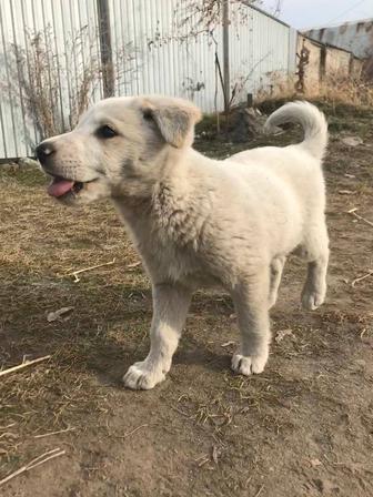 Отдам щенка в добрые руки
