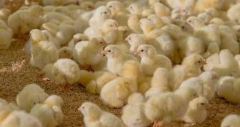 Цыплята БРОЙЛЕРЫ