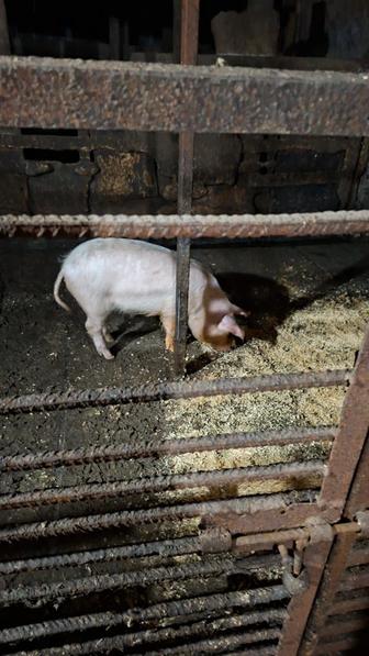 Продам поросят