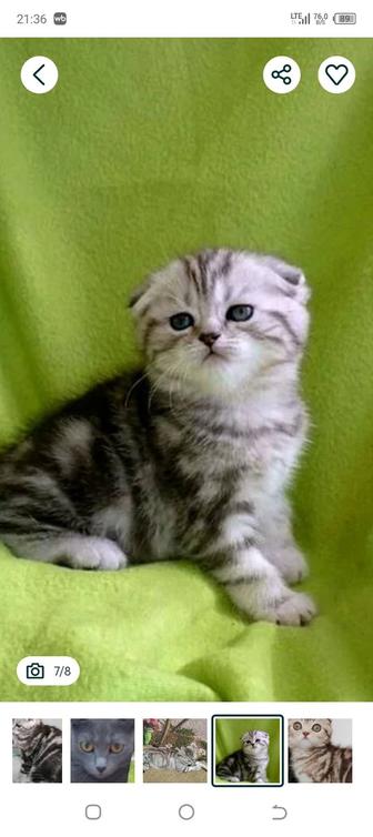 Котята шотландцы