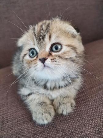 продается котенок