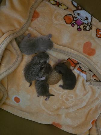Продам котят