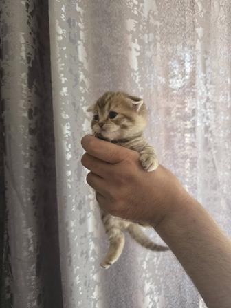 Продам котят