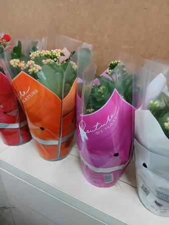 Каланхоэ новое поступление из Голландии