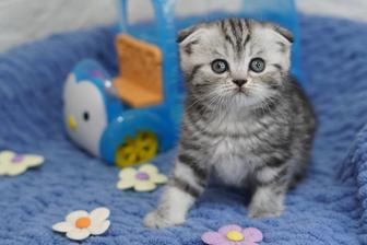 Котята мраморята