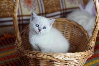 Чудесные котята
