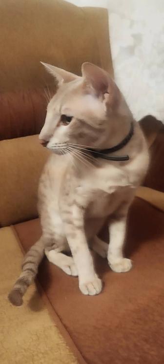 Кот Ориентал