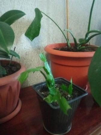 Продам цветок комнатный