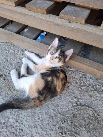 Котят в добрые руки, бесплатно