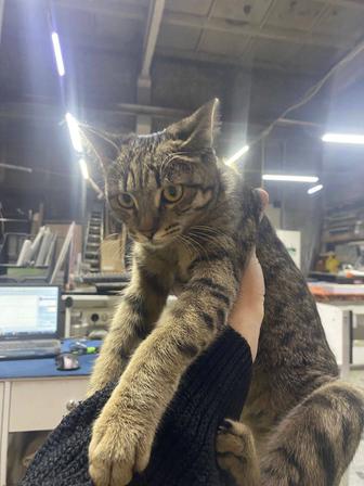 Кошечка в хорошие руки