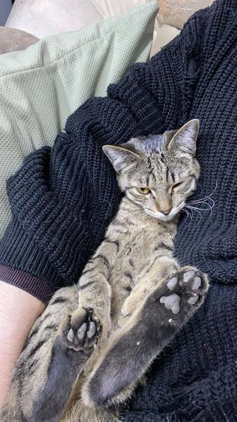 Кошечка в хорошие руки