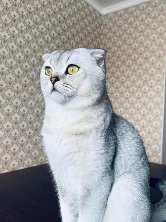 ВЯЗКА!! Шотландский вислоухий кот (Скоттиш-фолд)