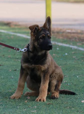 Элитный Щенок Немецкой Овчарки