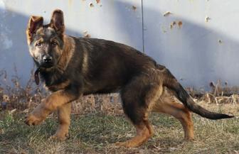 Элитный Щенок Немецкой Овчарки