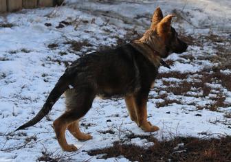 Элитный Щенок Немецкой Овчарки
