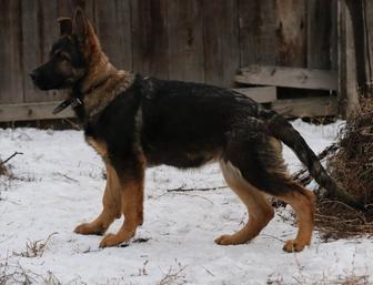 Элитные Щенки Немецкой Овчарки Рабочие Линии Разведения.
